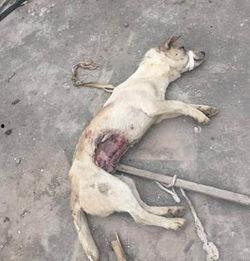 狗狗最新爆料视频播放,揭秘宠物界的秘密生活 第3张 狗狗最新爆料视频播放,揭秘宠物界的秘密生活 第3张